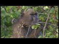 Kruger National Park Camps Disk 1 HD - South Africa Travel Channel 24