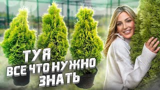 ТУЯ 🌲 Брабант или Смарагд? Посадка - Стрижка - Уход - Полив