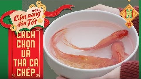 Cách Chọn và Thả Cá cúng ông Công, ông Táo | CẨM NANG ĐÓN TẾT 2023