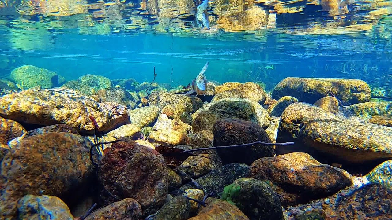 Rainbow Trout Fishing In Crystal Clear Water Youtube
