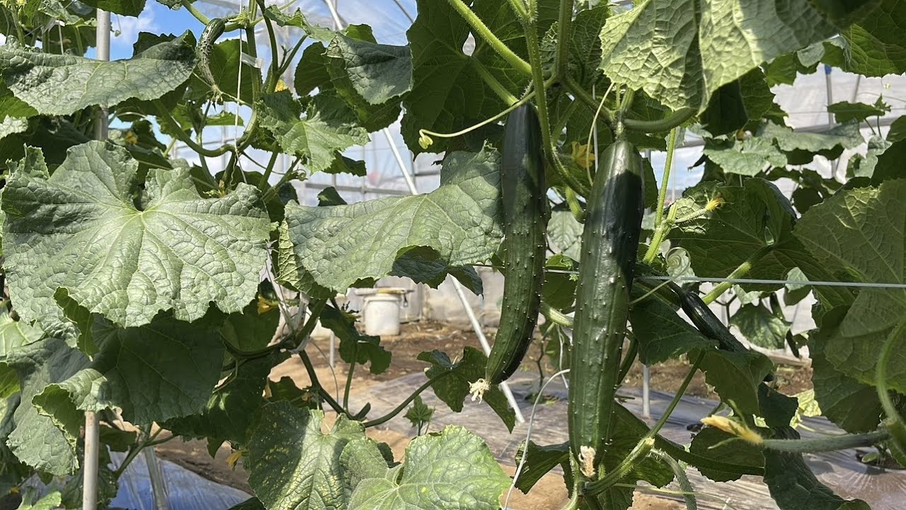 【キュウリ栽培の病気】うどんこ病、べと病を簡単に予防と治療をする方法（症状の見分け方〜予防方法〜治療方法）23/6/13