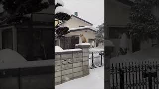 Person Filming a Wild Fox Close to a House as It Snows Heavily