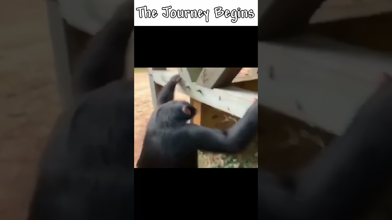 Listening to Terraria OST be like: 