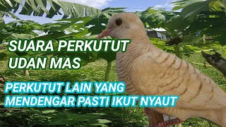 suara perkutut udan mas