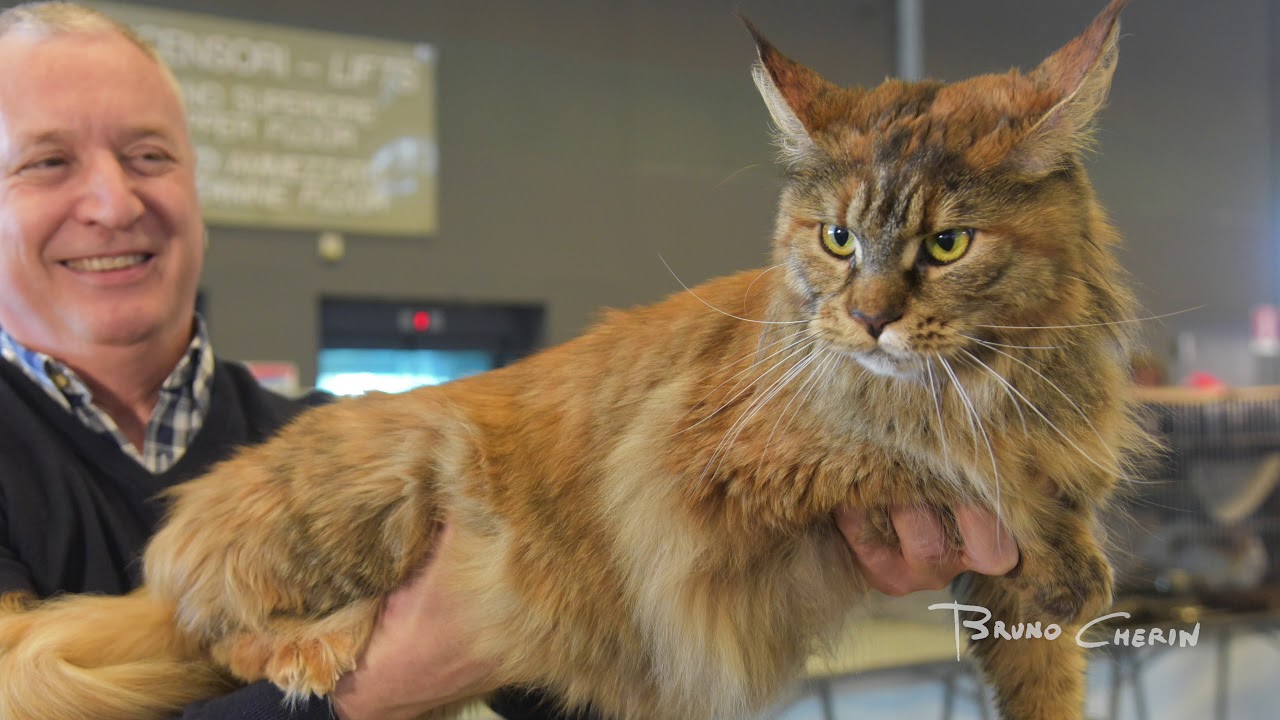 World Cats - Expo Felina di Genova - Febbraio 2019   Playlist  N°2