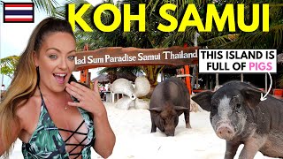 You need to do this in KOH SAMUI THAILAND (Amazing Day Trip to PIG ISLAND in Koh Samui)  🇹🇭