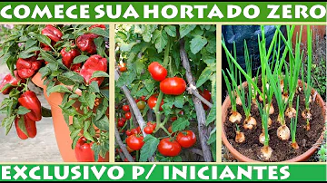 Como iniciar uma horta do zero?