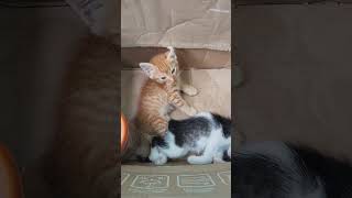 Download Lagu Gaya tidur #laguanakindonesia #kucing #kucinganggoralucudanimut #cat MP3