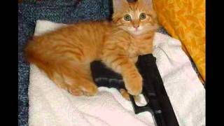 Don't fuck with cats.