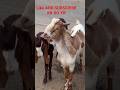 #wednesdayupdate |#bakraeid |#shahpurkanjramandi |#bakramandipunjabpakistan #goat #goatlovers