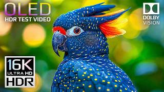 Best OLED HDR TEST for TV | 16K Nature Animals & Wildlife in Dolby Vision 120FPS (8K/4K Ultra HD TV)