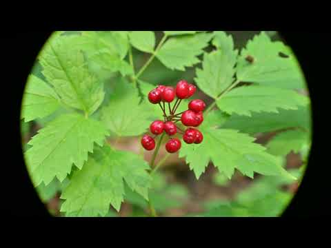 Video: Baneberry-identificatie - informatie over witte en rode baneberry-planten