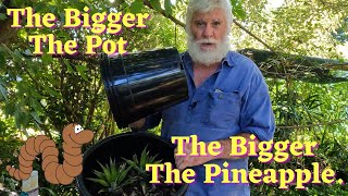 I Divided my Pineapples. Here's how and why! The Bigger The Pot, The Bigger The Pineapple.