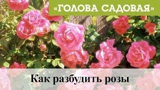 Голова садовая - Как разбудить розы