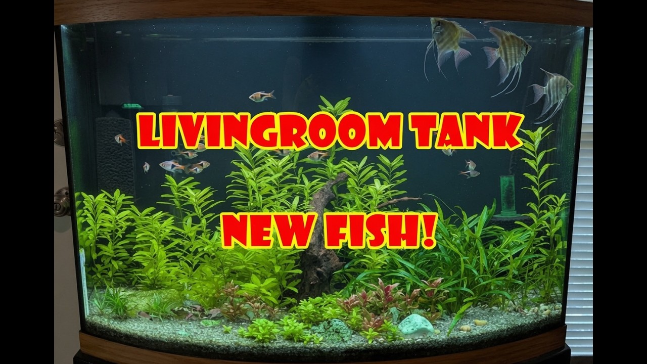New fish!  My only tropical tank at home