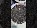 easy to grow methi n corriander