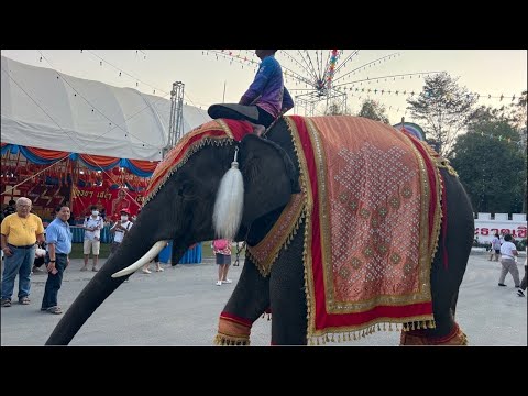 Live❗️วินาทีทองด่วน❗️ ต้นอะไรน้ำเยอะ what is this tree