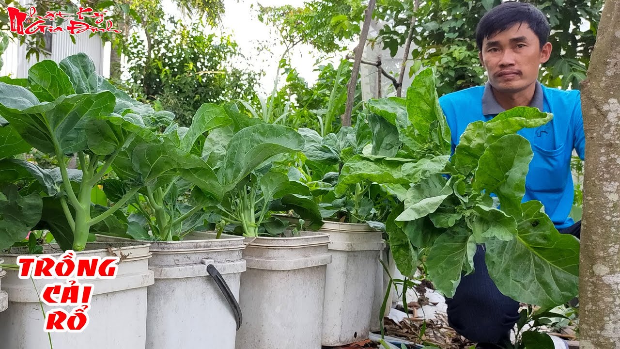 Kỹ Thuật Trồng Cải Rổ Trong Thùng Nhựa Tận Dụng Không Gian Hẹp Tại Nhà ...