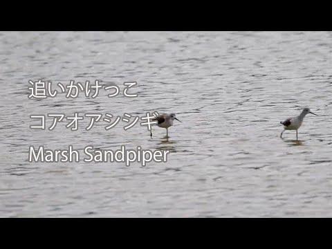 【追いかけっこ】コアオアシシギ Marsh Sandpiper