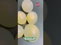 THE NAKED EGG EXPERIMENT #shorts