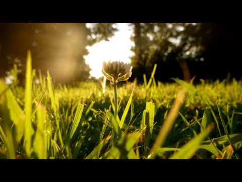 nEscafeX - Sluneční duše