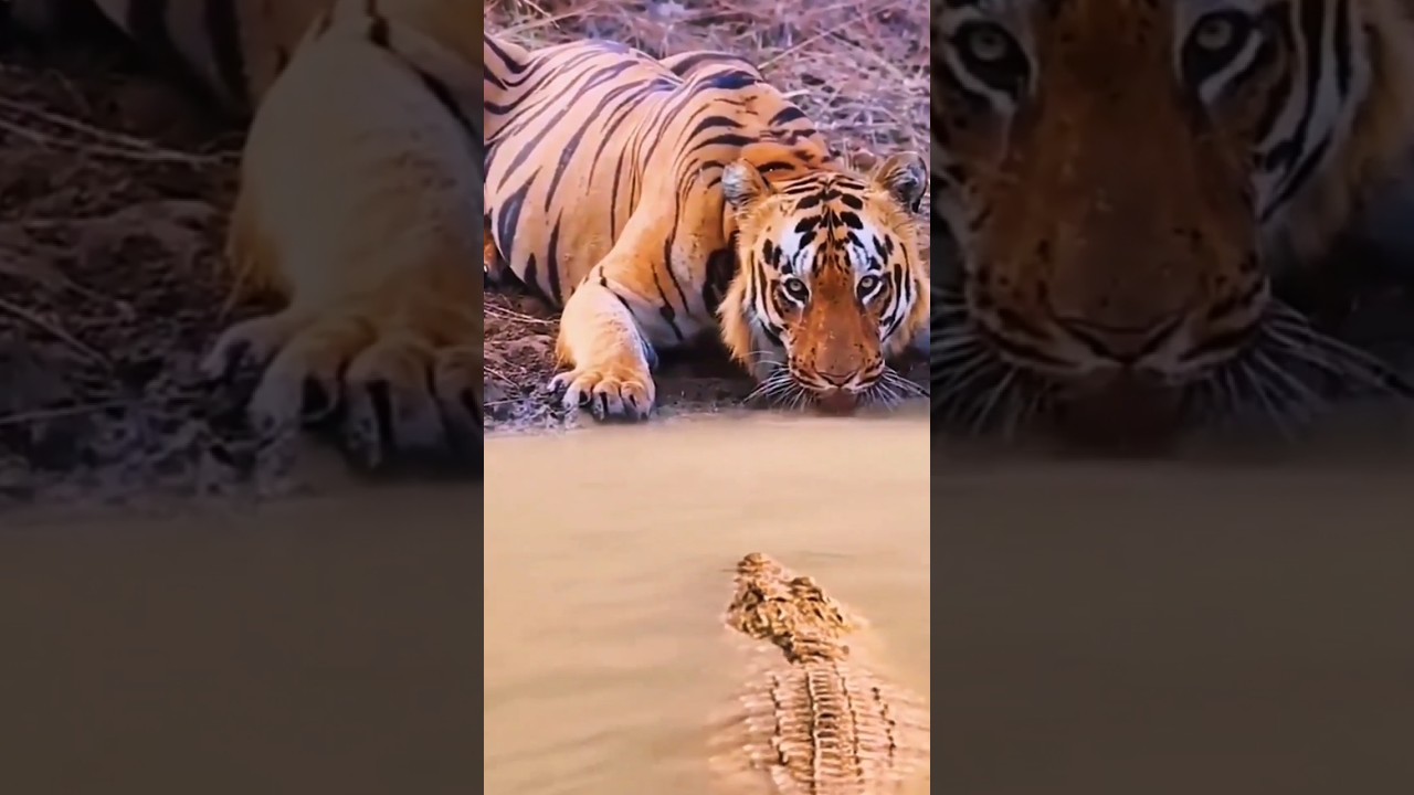 #animals