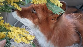 Fox cuteness overload What is better than petting a fox