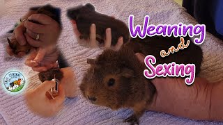 Weaning and sexing baby guinea pigs at Cavy Central Guinea Pig rescue