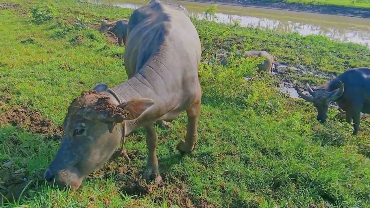 Simple Life, Simple Moments #buffalo #nature #wildlife
