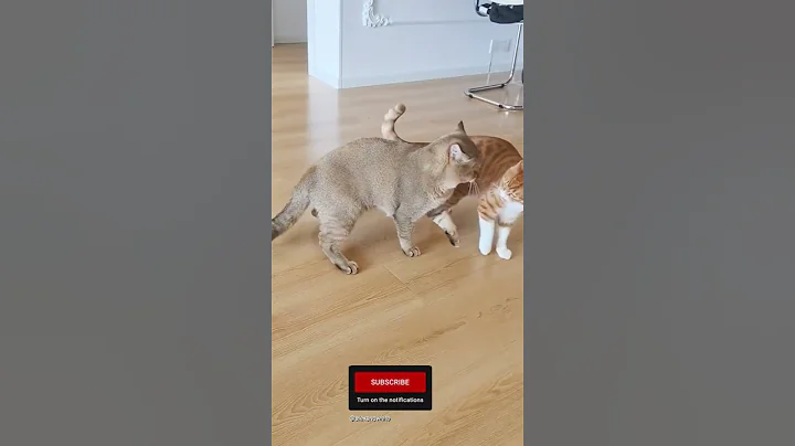 Video 11215931: cat fight funny cute, cat cute funny pet, adorable cats