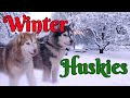 Hiking with 21 Huskies from The Dog Manor