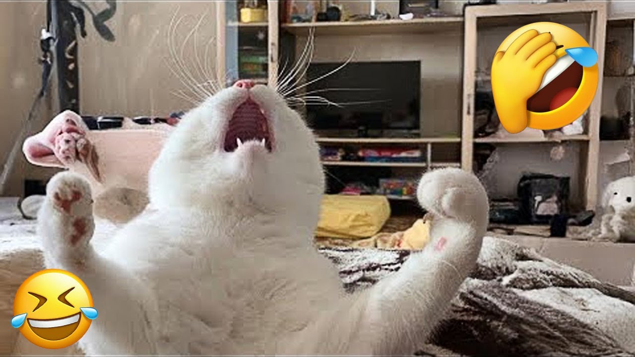 Moments Of Furry Animals That Will Make You Laugh 🐱 Funny Cats Videos 2025 Part 60