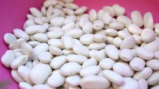 Mersin Büyükşehir, Gülnarda Leklek Fasulyesi Tohum Desteği Veriyor