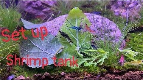 Set up a simple shrimp tank at home / làm bể nuôi tép đơn giản tại nhà