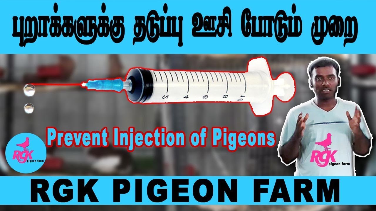 Prevent Injection of Pigeons - YouTube