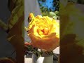 when growth needs gentle hands | a slow gardening reflection 🌹