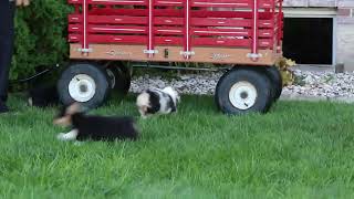 Corgi Puppies For Sale