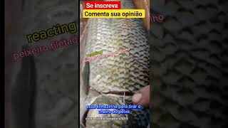 shorts short shortvideo video viral fish brasil new curimba youtubeshorts viralvideo mg