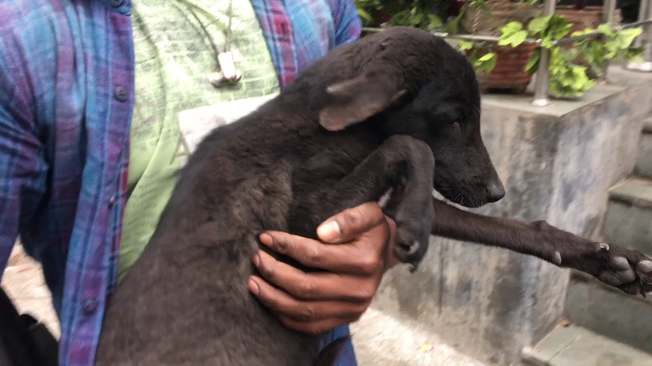 My WORST Dog Rescue Wildly Indian YouTube