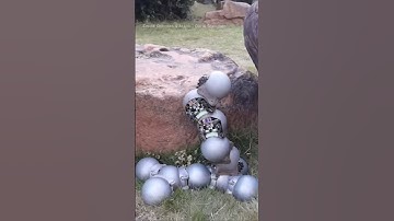 These ‘Snail’ Bots Work Together to Overcome Obstacles