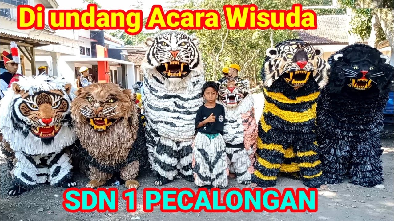 Can macanan singo Raung cilik di undang acara wisuda SDN 1 pecalongan