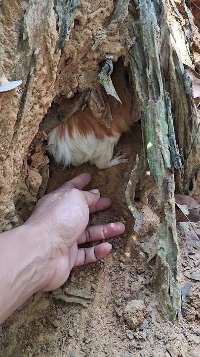 ngambil marmud di pohon kering #shortvideo