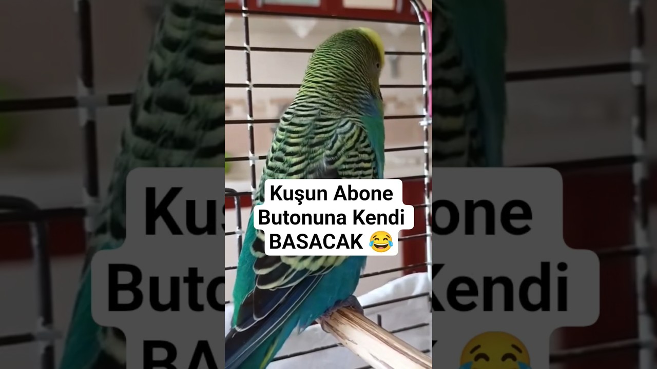 Kuşun Abone Butonuna Basacak Kadar Çok Seveceği O Özel Ses #muhabbetkuşu #birds #budgies
