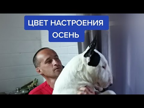 Бультерьер и осень.