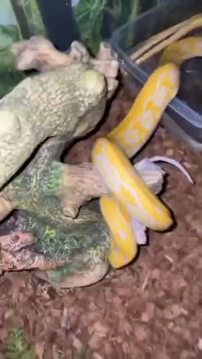 Reticulated Python vs rat - YouTube
