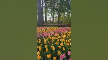 Tulips 😘 #netherlands#tulips #tulipfields #dutch #holland #short #viral #travelvideo