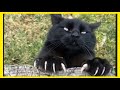 BOMBAY CAT - BLACK KITTEN -  BLACK CAT COMPILAION - KARA KEDİ の動画、YouTube動画。