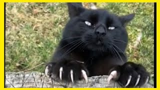 BOMBAY CAT - BLACK KITTEN -  BLACK CAT COMPILAION - KARA KEDİ by Fifty Shades of Cats 11,481 views 4 years ago 4 minutes, 31 seconds