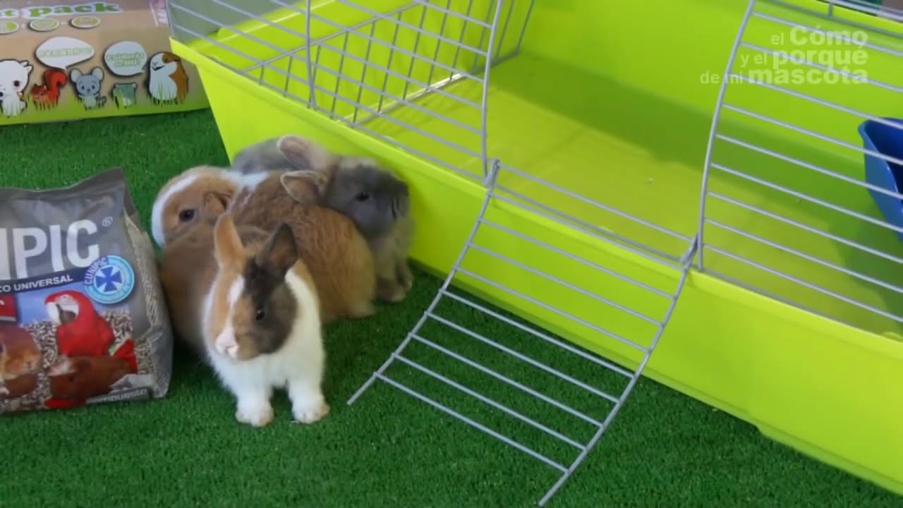 KRÓLIKI – Idealna klatka dla królika - YouTube