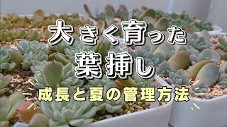 レティジア丼❗️ 80苗前後入ってます& オマケに葉挿しの葉100枚❗️ 295 春に挿した葉挿しが大きくなったので成長記録と今後の夏の
